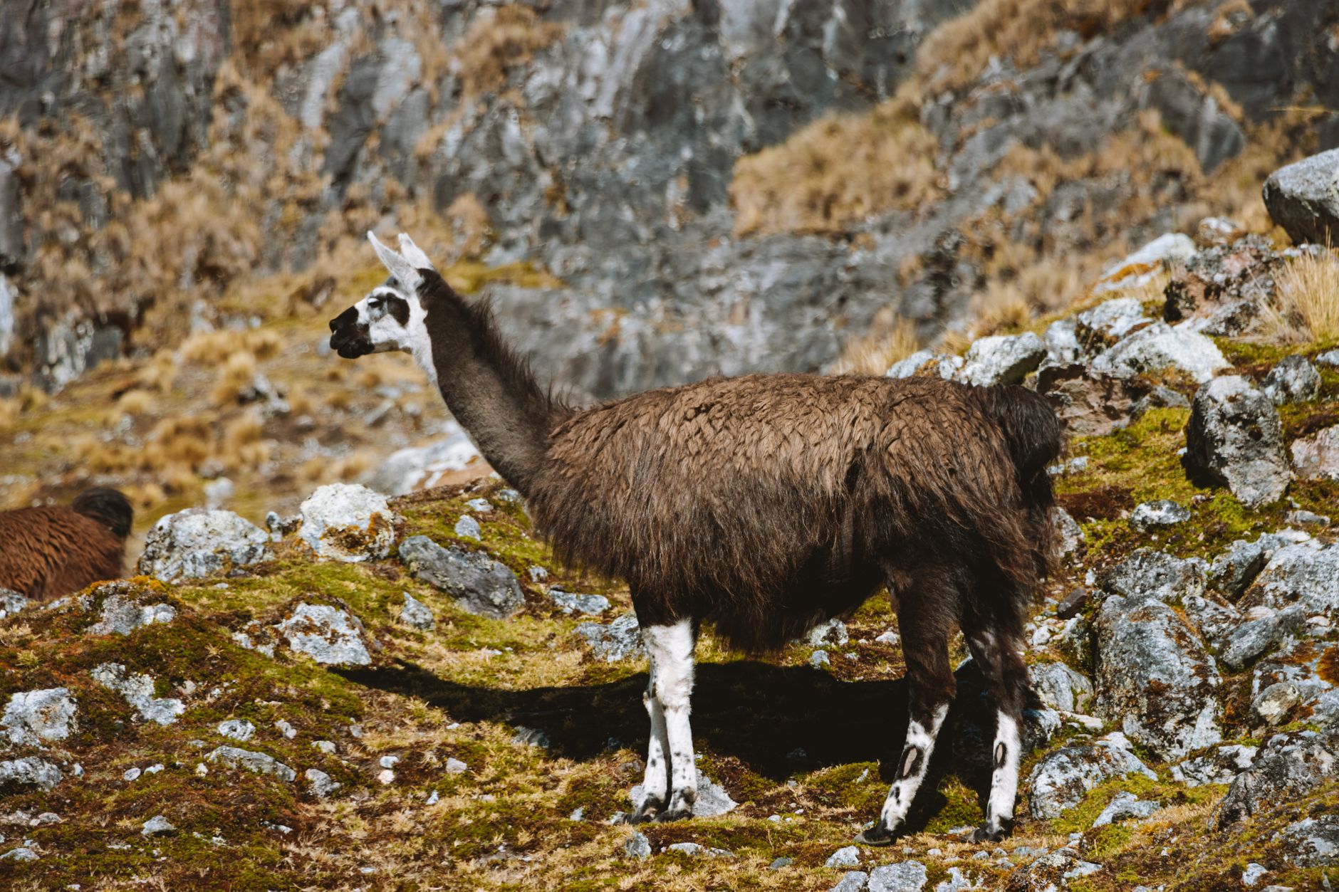 Llamas grazing on Andean highland grassland at dusk with mountains in the background